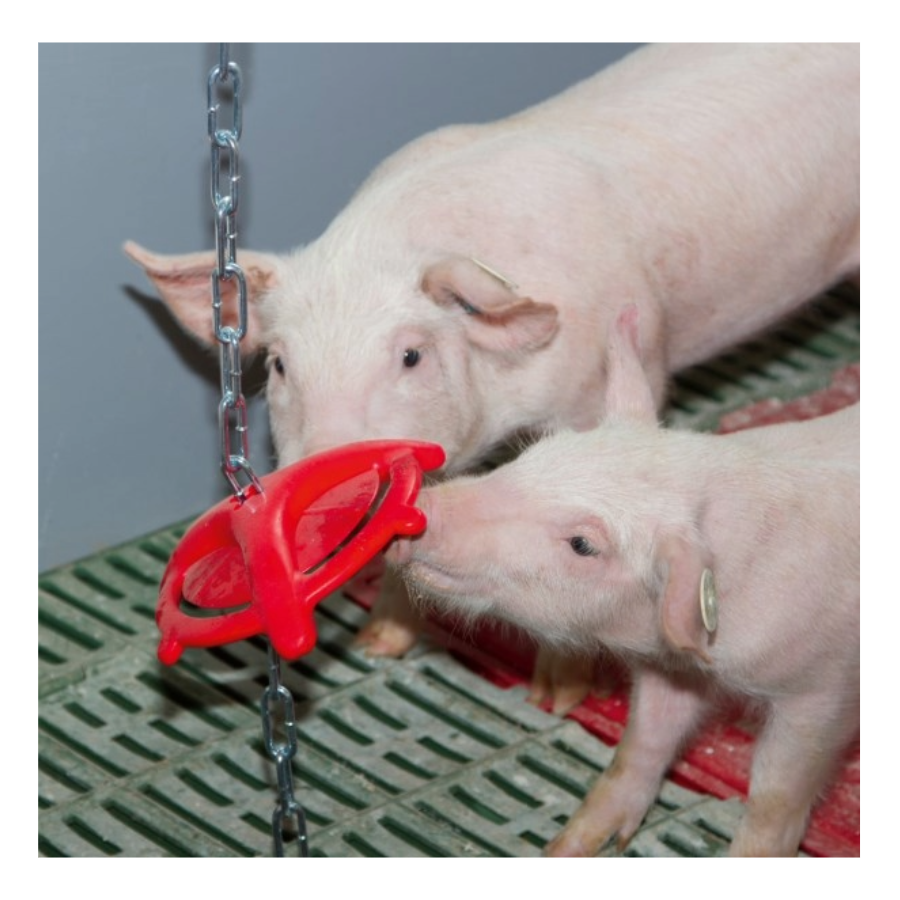 two piglets using a teething ring