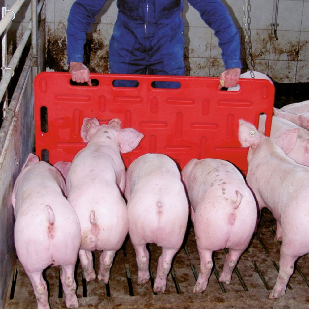 pig-driving-board-red